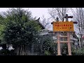 美丽乡村 青杠树的第一场雪❄️ 初雪