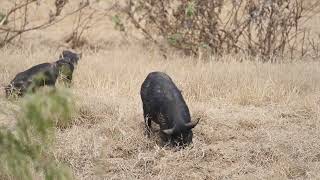 Wild Mob Of Feral Pigs With Sow Suckling Piglets - Spotted Safaris