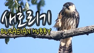 새호리기(새홀리기)  Eurasian hobby  유조