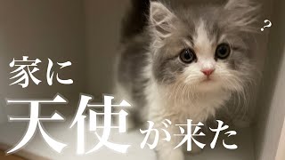 初めて家に来たのに1ミリも緊張しない子猫がこちら【生後2ヶ月ラガマフィン】