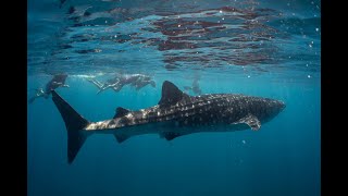 Swimming with whale sharks in Exmouth 2022