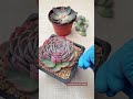 tips for succulents 多肉植物 다육이들 suculentas