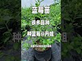 最好吃的蓝莓l25，你种了吗