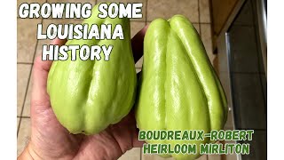 Growing Some Louisiana History- Boudreaux-Robert Heirloom Mirliton