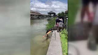 League City dad’s quick actions save 4-year-old from jaws of an 11-feet alligator
