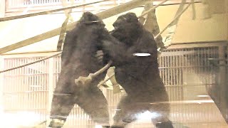 Gorilla siblings who are eager to play. Kiyomasa and Annie having a good time. Shabani, Silver back.