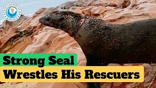 Strong Seal Wrestles His Rescuers