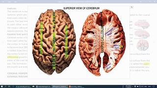 cerebrum, introduction, sulci and gyri, insula, shmc 2019-Lecture-Dr akbari