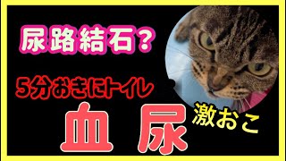 猫の尿路結石？💦5分おきにトイレ💦血尿💦元気病院に行く🚗💭