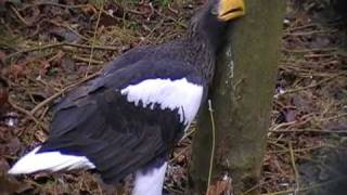 steller's sea eagle