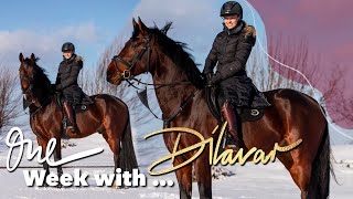 Trainingswoche im Winter mit unserem 5j Hengst | One week with Dilavar