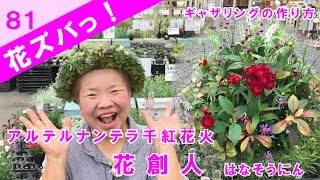 アルテルナンテラ千紅花火_秋の寄せ植えギャザリングの作り方【花ズバっ】81旬の花とその使いかた紹介/花創人ガーデニング教室