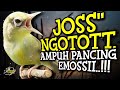 Ciak Joss Kecial Kuning NGOTOTT Ampuh Pancing Lawan Bikin EMOSI GACORRR‼️| PEPADU KECIAL