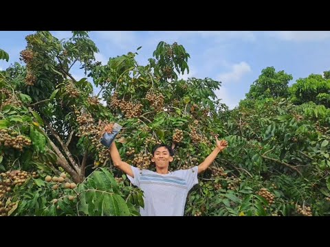 Cara Penanggulangan Hama Kelelawar Pada Tanaman Kelengkeng - YouTube