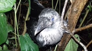 বৃষ্টি ভেজা কাক     Rain wet crow