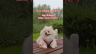 만사 귀찮은 강아지