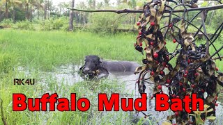 Buffalo Enjoying Mud Bath#Kerala Buffalo mud bath