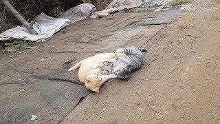 들고양이 3마리 돌가지고 놀고 맛있는 밥먹기