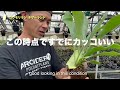 【kokedama】梅雨時期こそチャンス！！ビギナーでも失敗しない苔玉作り i will teach you how to not fail even if you are a beginner