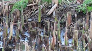 Common Snipe and Jack Snipe