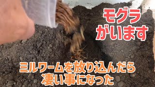 モグラがいる水槽に大量のミルワームを放り込んだら凄いことになった