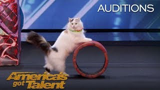 The Savitsky Cats: Super Trained Cats Perform Exciting Routine - America's Got T