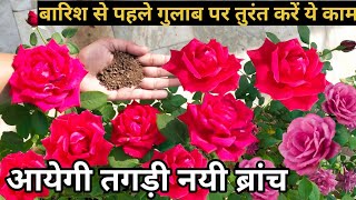 Rose plant monsoon care.Rose plant care \u0026 fertilizer for rainy season.How to save rose in rain.