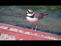 野鳥　コチドリ little ringed plover