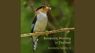 Hainan Blue Flycatcher