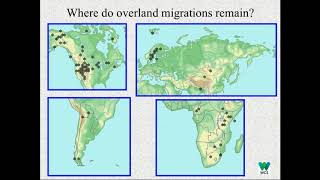 C2 Webinar: Connected Conservation  protecting long distance migrations in the Greater Yellowst