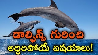 డాల్ఫిన్స్ గురించి అద్దిరిపోయే విషయాలు! || Amazing Facts About Dolphins || Interesting Facts