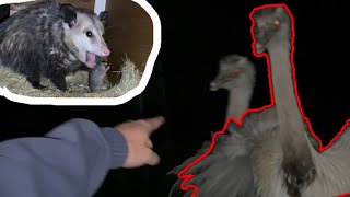 My Barn Cat is an Opossum! ( + Kevins Wrath)