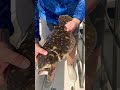 Summer Flounder Fluke Fishing In The Ocean