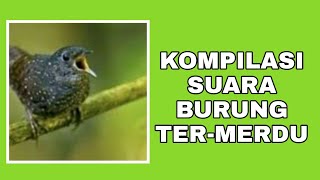 KOMPILASI SUARA BURUNG PALING MERDU DI INDONESIA