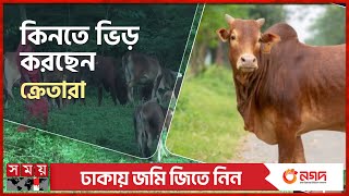 শেরপুরের গারো পাহাড়ে ‘সোনার গরু’ | Sherpur News | Eid-Ul-Adha | Native Cow | Somoy TV