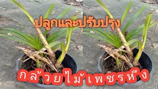 วิธีปลูกกล้วยไม้ชนิดดอกใหญ่ที่สุดในโลก(กล้วยไม้เพชรหึง)