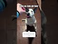 hint she’s a mutt 🐶 cuteanimals dog rescue mutt slomo fyp pets aw adorable dreamtrackai