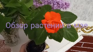 Мои цветочки/Как уценка?/Обзор в маеMy flowers/How to markdown/Review in May🌿🌿🌿🍀🍀🍀💚💚💚