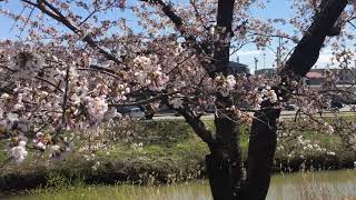 【羽州街道寺内】・桜の開花・またたびネコ  Flowering of cherry blossoms in Hashu Kaido/ Cat drunk on silvervineni