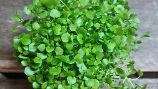 Microgreens Watercress | Quick couple of tips | Winter growing 🌱