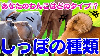 [犬の雑学]わんこのしっぽは20種類以上ある！その役割は？