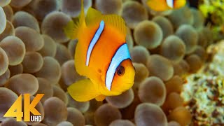 The Best of Red Sea Underwater in 4K - Colorful Reefs & Sea Life + Music