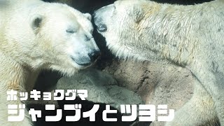 同居中のジャンブイとツヨちゃん （ホッキョクグマ／Polar Bears)