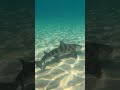 balboa beach san diego california leopard shark snorkeling gopro shorts short