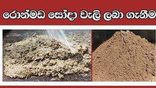 රොන් මඩ සෝදා වැලි ලබා ගැනීම 😀Removing the silt and getting clean sand😯