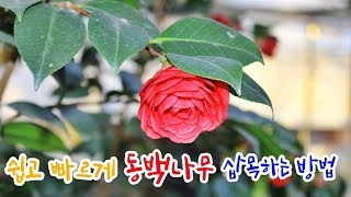 동백나무 삽목, 꺽꽂이 하는법 [동백나무 심기 ] - how to cuttage Camellia