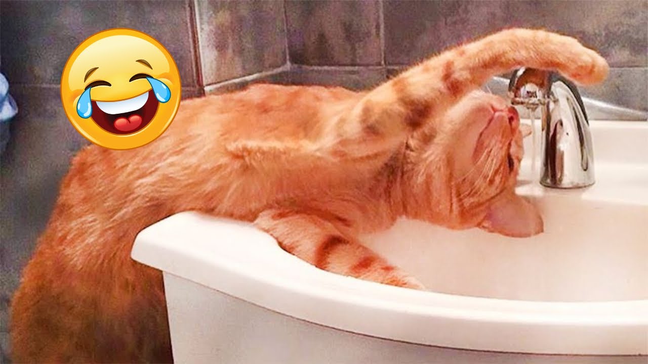 Funny Cat Moments Youtube