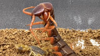 How toxic is the East Asian scorpion? Red Dragon Centipede 东亚钳蝎的毒性有多强？