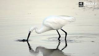 Little Egret feeding in slow motion