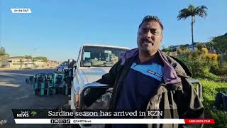 Sardine run hits KZN